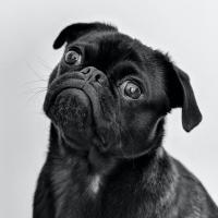 Hundepension_Linz_Referenz_3