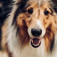 Hundepension Linz Referenz 1