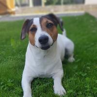 Hundepension Linz Referenz 2