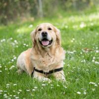 Hundepension Linz Referenz 4