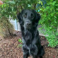 Hundepension Linz Referenz 5