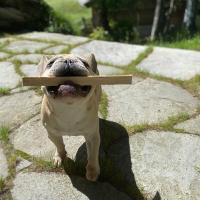 Hundetraining Linz